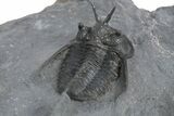Devil Horned Cyphaspis Walteri Trilobite - Mrakib, Morocco #348374-5